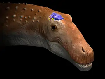 Representación de la cabeza de un saurópodo Representación de la cabeza de un saurópodo