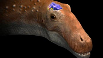 Representación de la cabeza de un saurópodo