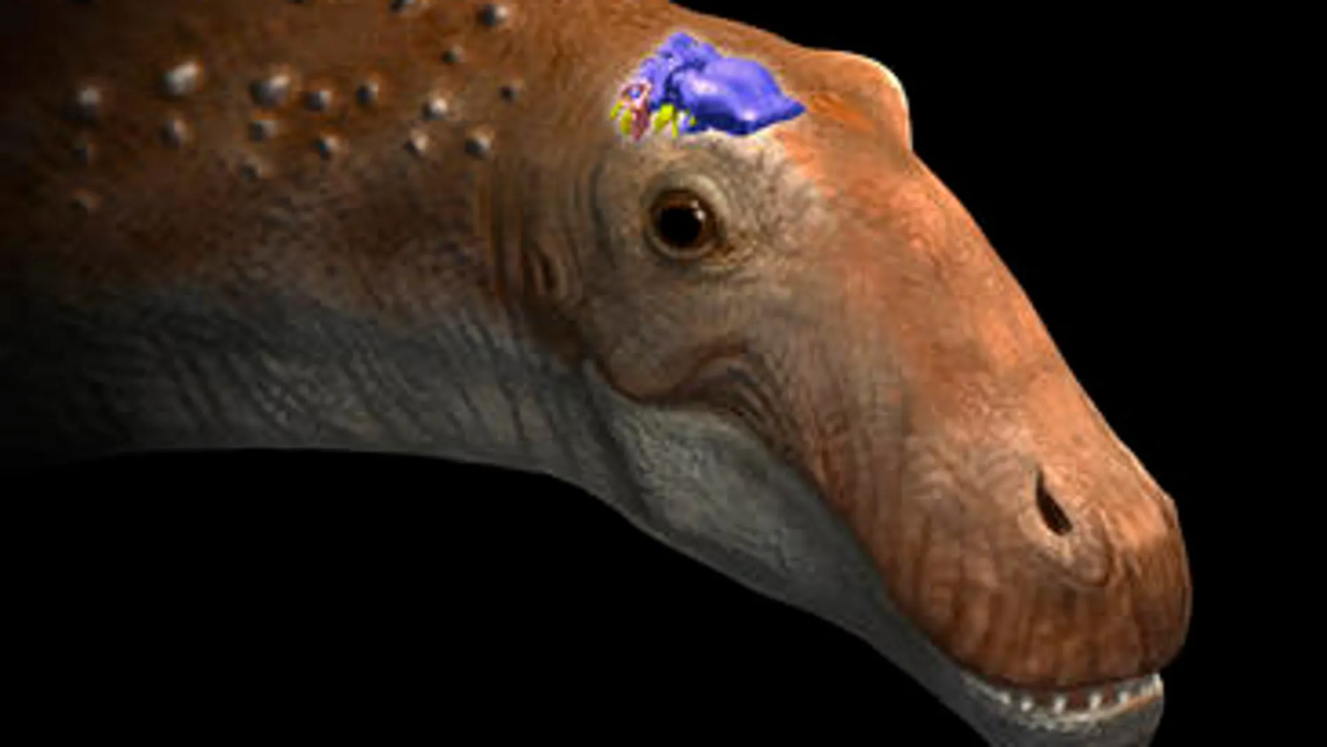 Representación de la cabeza de un saurópodo Representación de la cabeza de un saurópodo