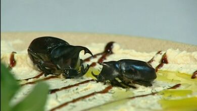 Un bar de Valladolid ofrece tapas con insectos