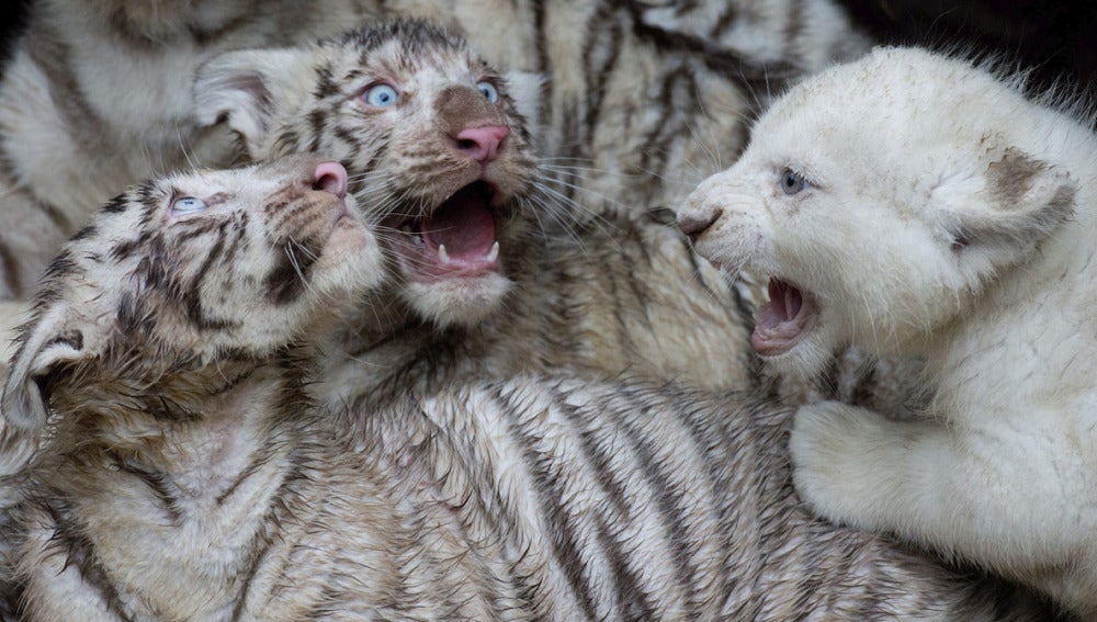 Camadas de leones y tigres blancos