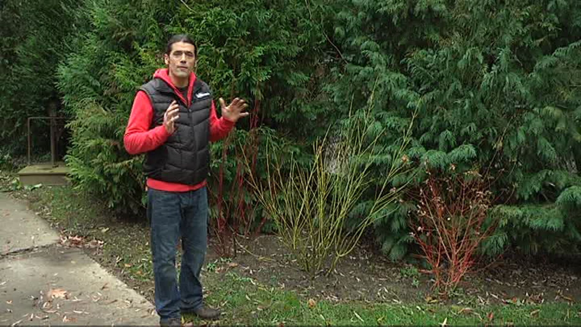 Poda para la formaci&oacute;n de chupones