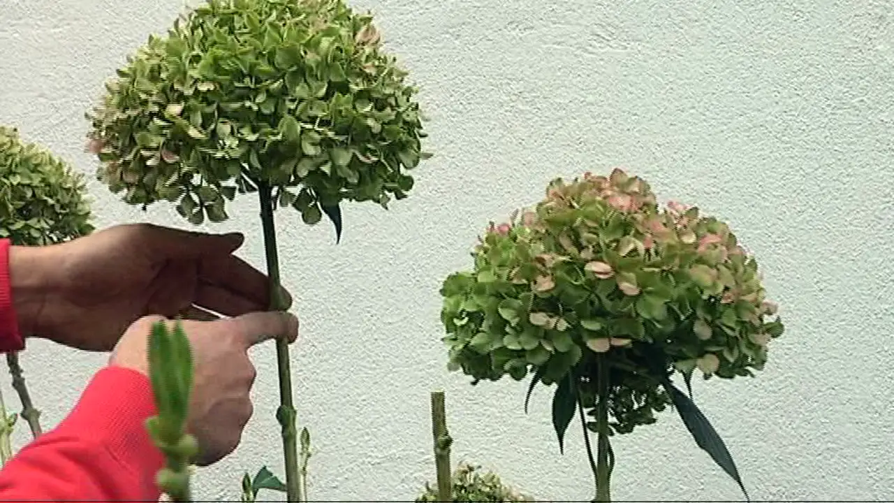 Poda de hortensias