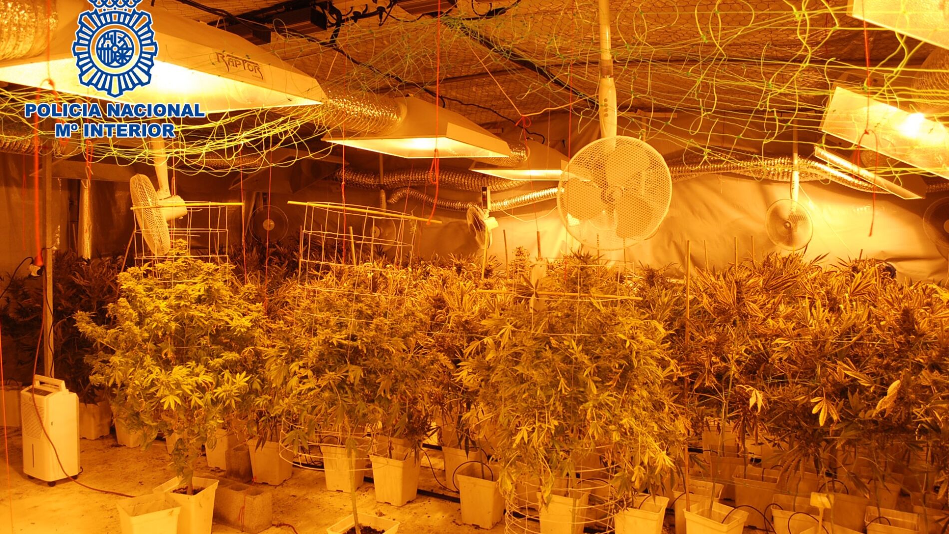 Marihuana incautada en Vizcaya
