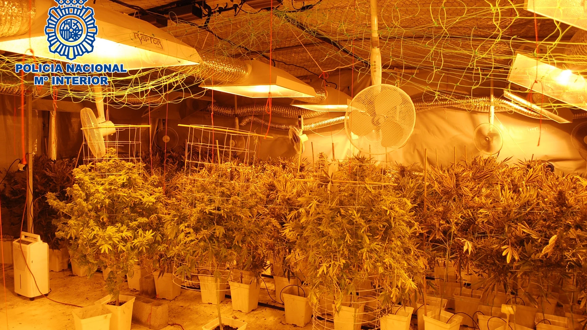 Marihuana incautada en Vizcaya Marihuana incautada en Vizcaya