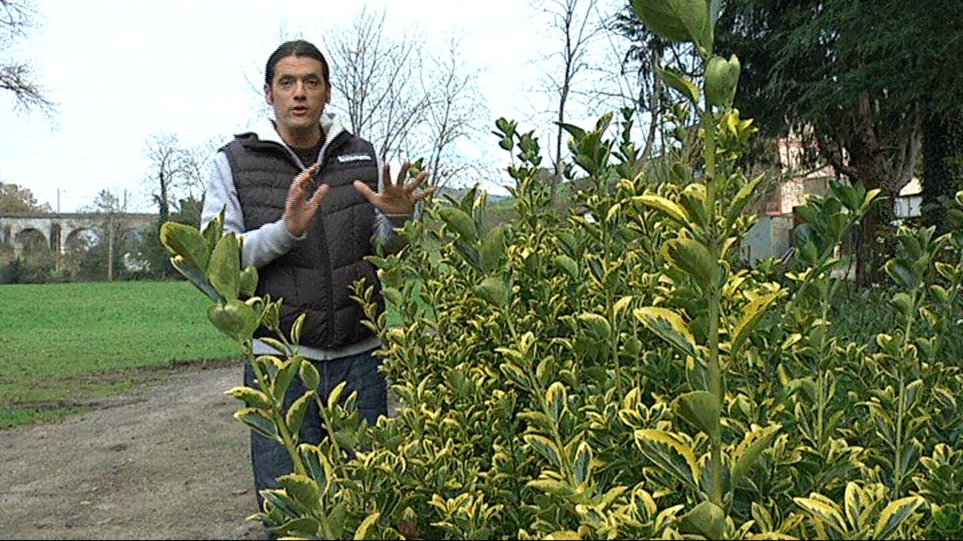 Conocemos las variedades de Boneteros