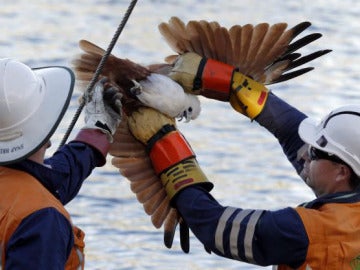 Liberación del águila en un cable eléctrico Liberación del águila en un cable eléctrico