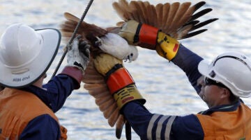 Liberación del águila en un cable eléctrico