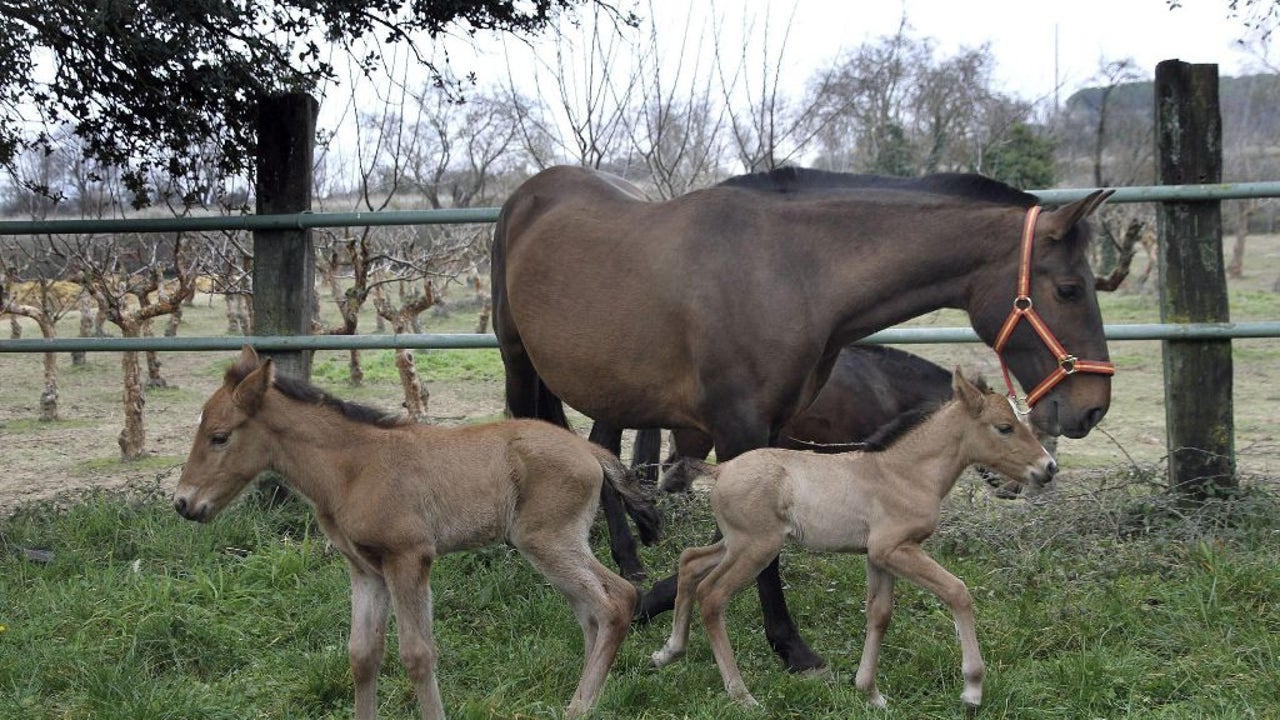 Caballo de espadas combinaciones Caballo de espadas combinaciones