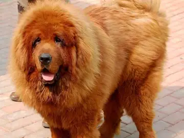 Mastín tibetano Mastín tibetano