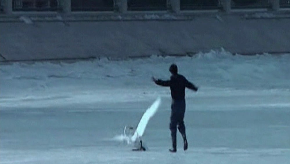 Rescate de un cisne en China