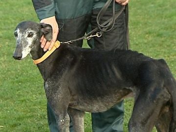 Chapapote, el galgo secuestrado