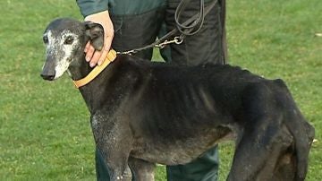 Chapapote, el galgo secuestrado