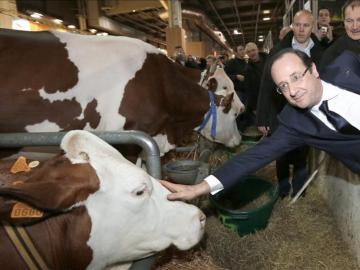 El presidente francés Francois Hollande acaricia una vaca 