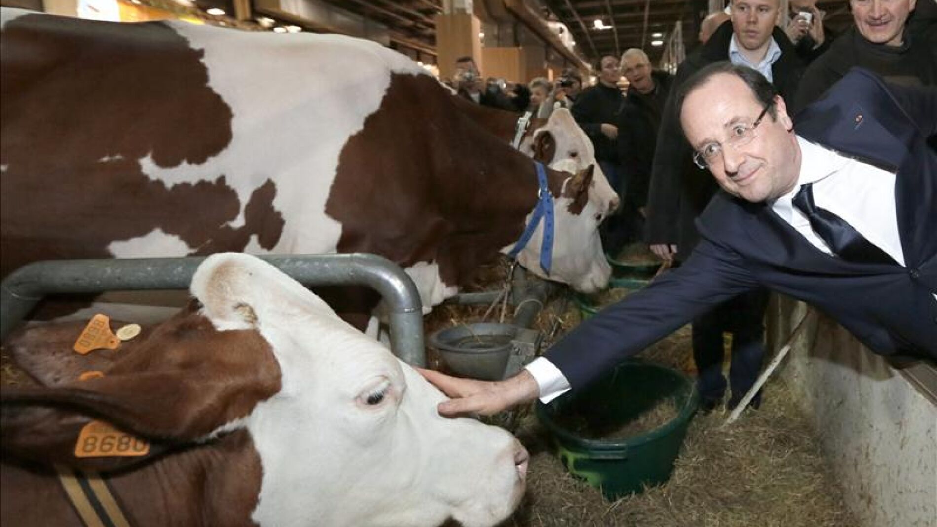 El presidente franc&eacute;s Francois Hollande acaricia una vaca 