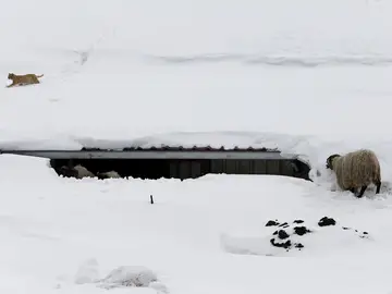 El tejado de una granja cubierta por la nieve El tejado de una granja cubierta por la nieve