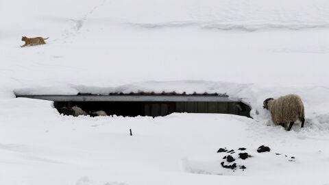 El tejado de una granja cubierta por la nieve
