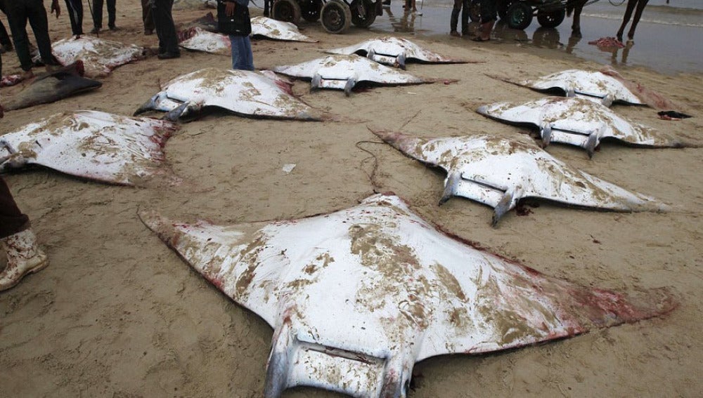 Decenas de peces 'manta' aparecen muertos y ensangrentados en las playas de Gaza