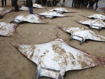 Decenas de peces 'manta' aparecen muertos y ensangrentados en las playas de Gaza