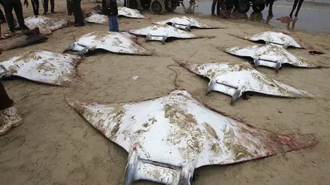 Decenas de peces 'manta' aparecen muertos y ensangrentados en las playas de Gaza Decenas de peces 'manta' aparecen muertos y ensangrentados en las playas de Gaza