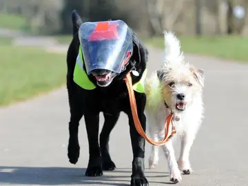 El perro y su perro guía El perro y su perro guía