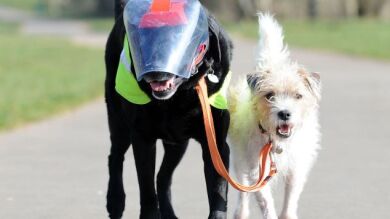 Valencia cuenta ya con el primer banco de piel, huesos y nervios para animales