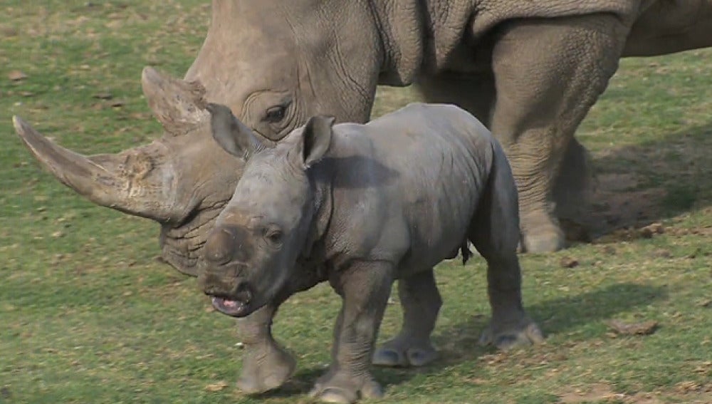 Kayode, el bebé de rinoceronte blanco del zoo de San Diego