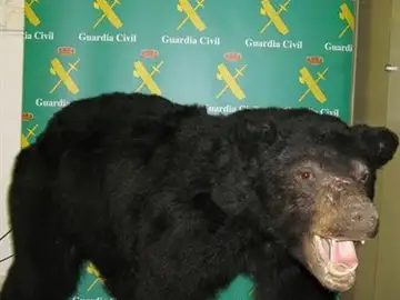 Oso de Canadá encontrado en León Oso de Canadá encontrado en León
