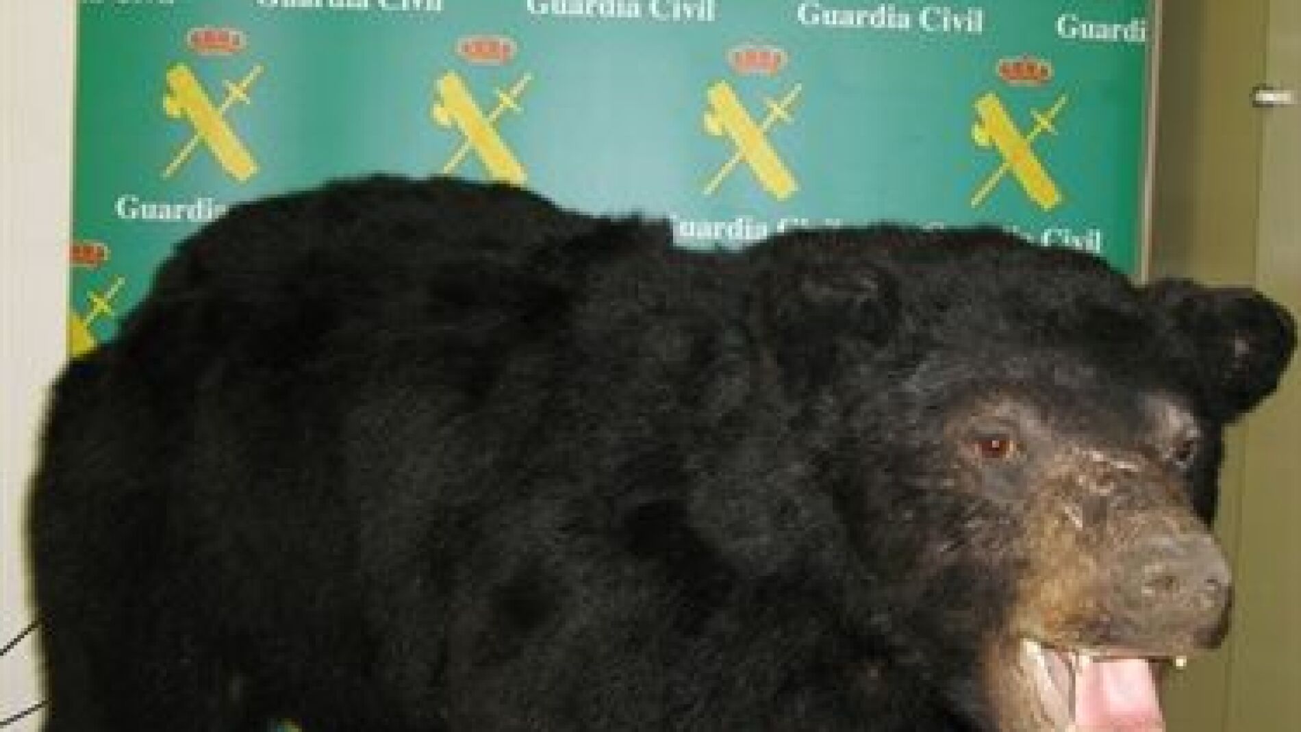 Oso de Canad&aacute; encontrado en Le&oacute;n
