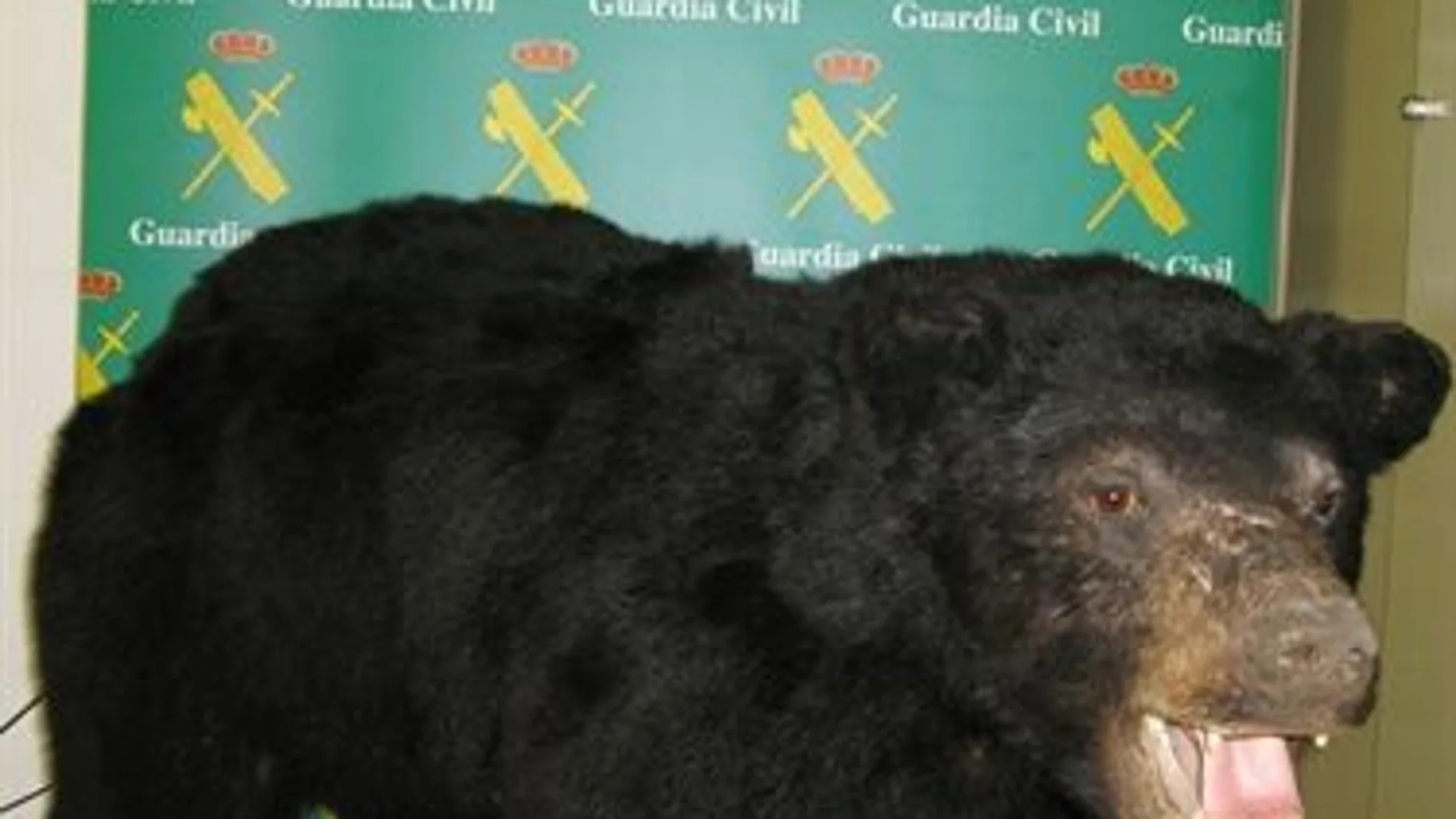 Oso de Canadá encontrado en León Oso de Canadá encontrado en León