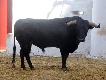 Toro de Miura Toro de Miura