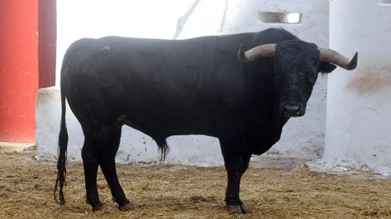 Toro de Miura