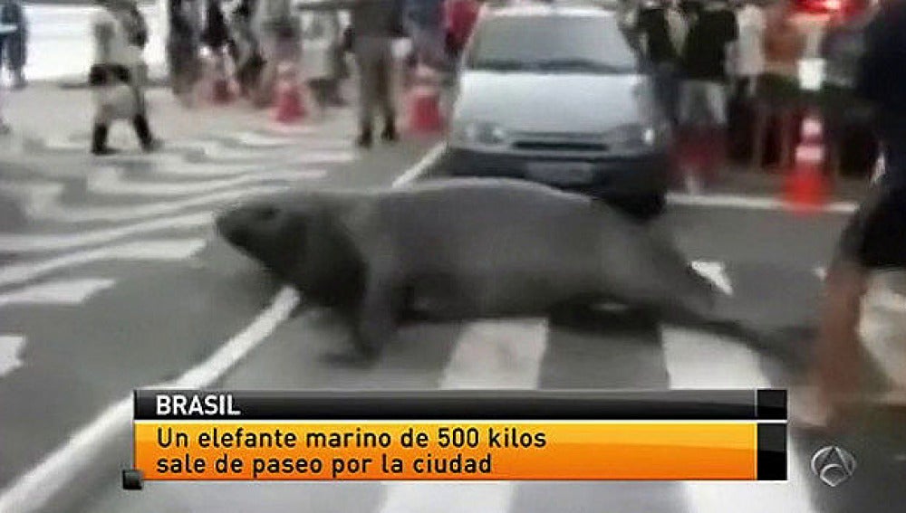Un elefante marino cruza la calle en Brasil