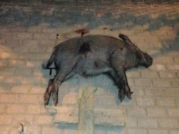 El jabalí, tras ser abatido por los Mossos d'Esquadra