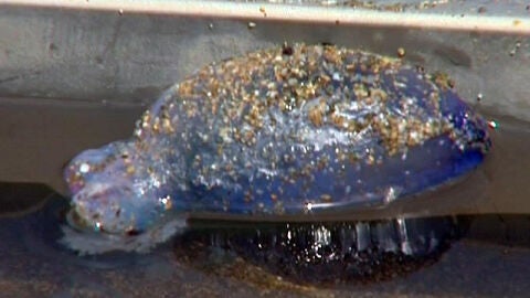 Medusas t&oacute;xicas en C&aacute;diz