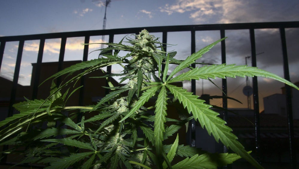 Planta de marihuana