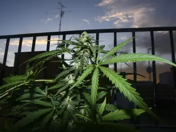 Planta de marihuana Planta de marihuana