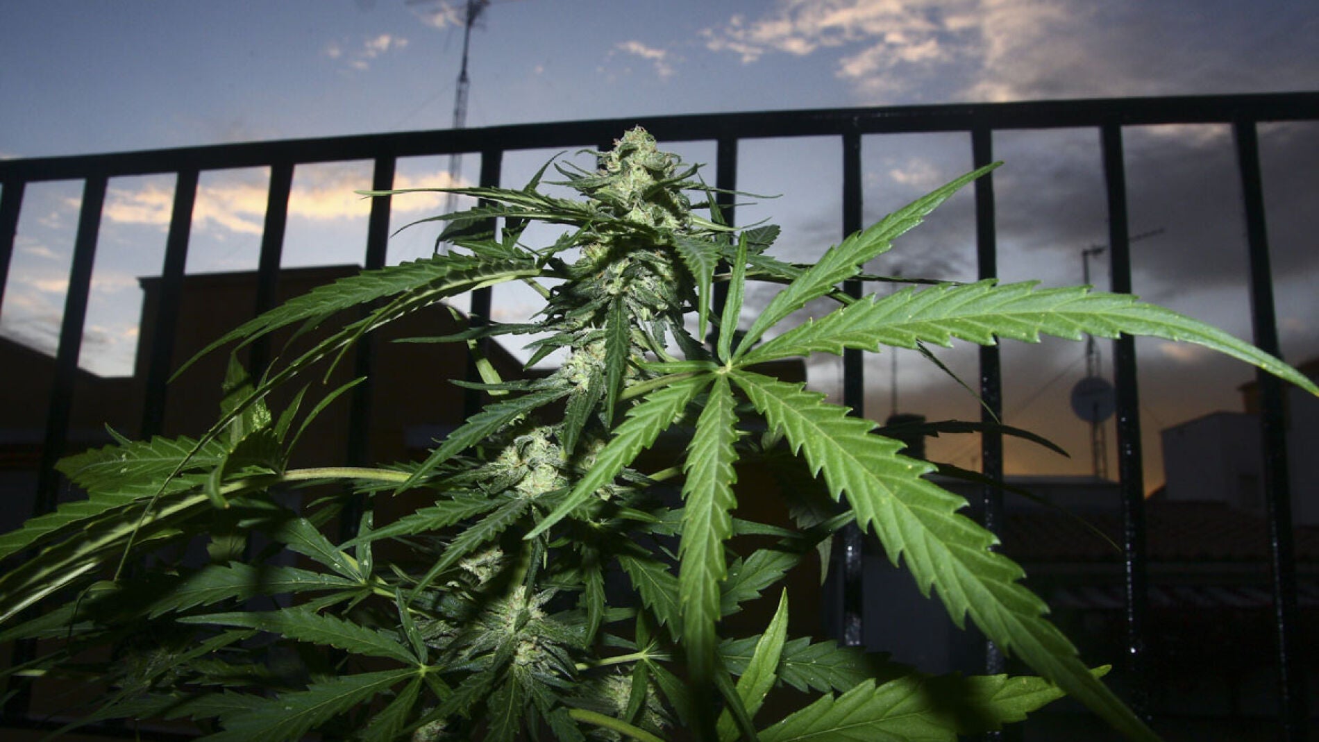 Planta de marihuana