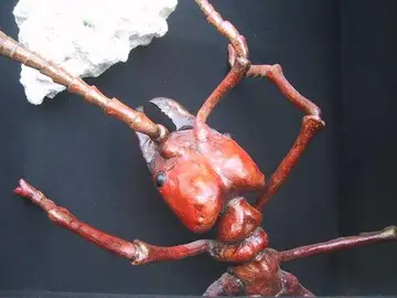Hormiga roja Hormiga roja