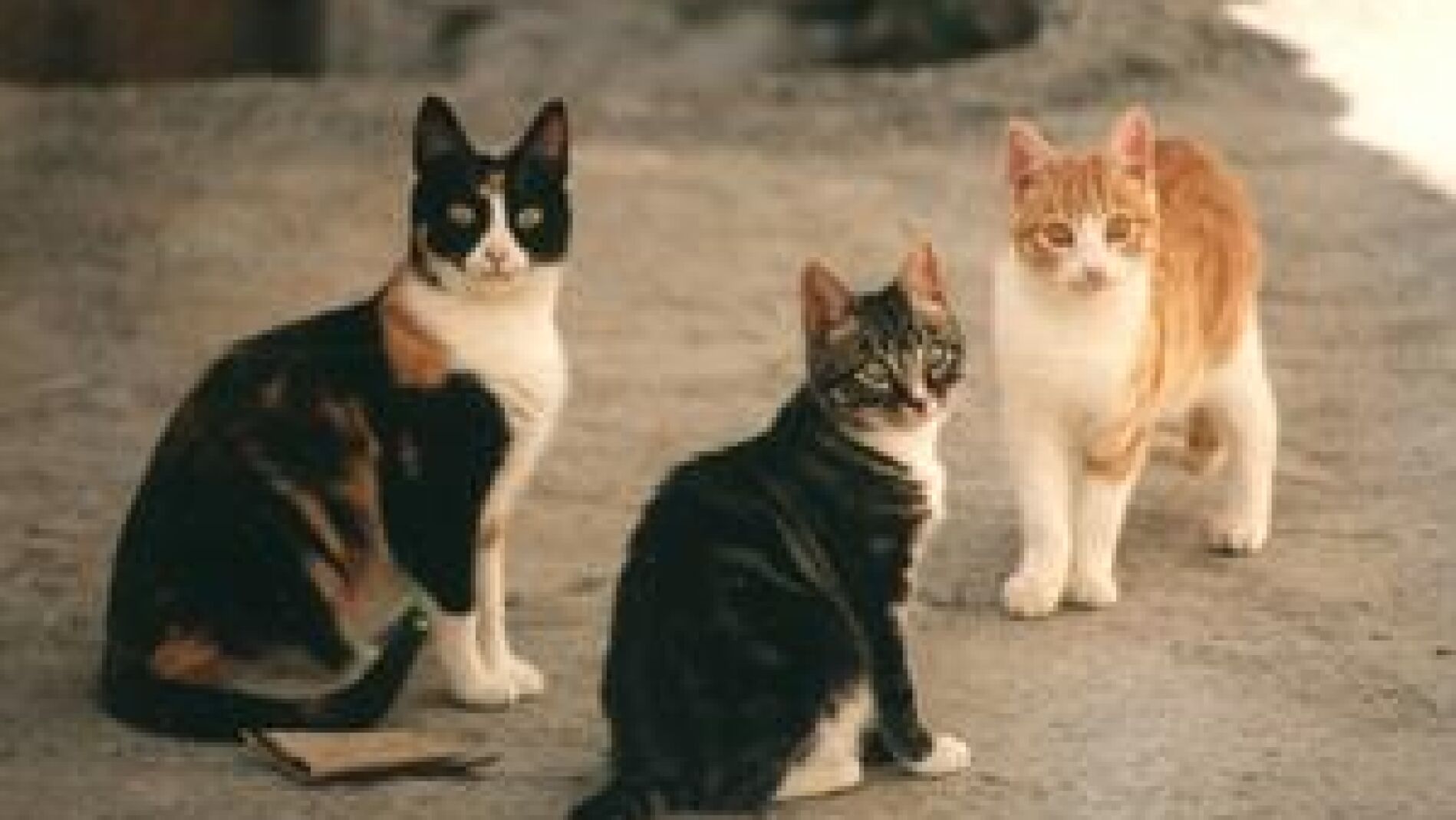 Gatos