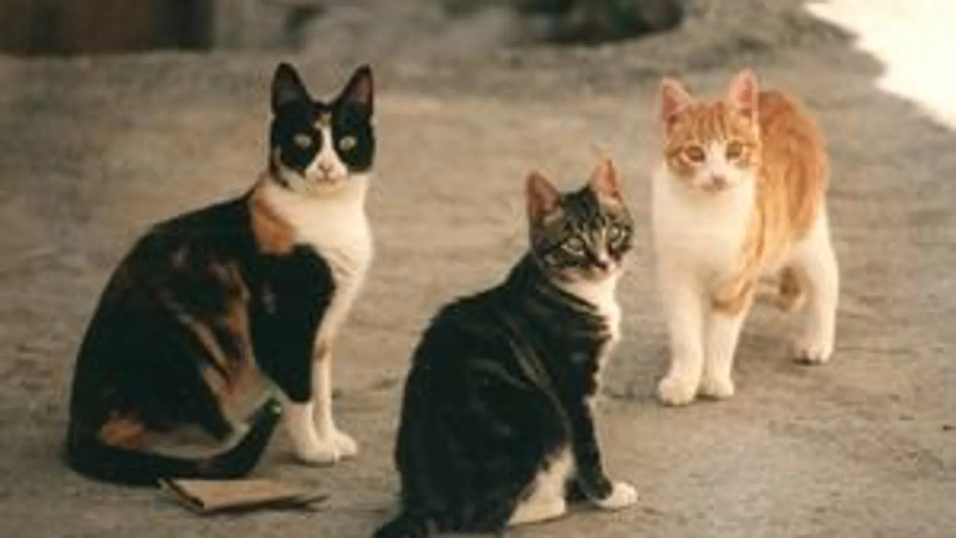 Gatos Gatos