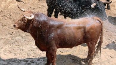 Orden de lidia de los toros de El Pilar 