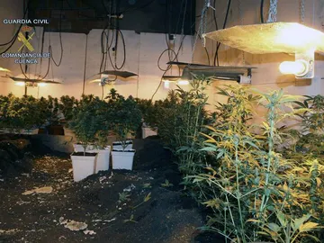 Plantación subterránea compuesta por 110 plantas de marihuana Plantación subterránea compuesta por 110 plantas de marihuana