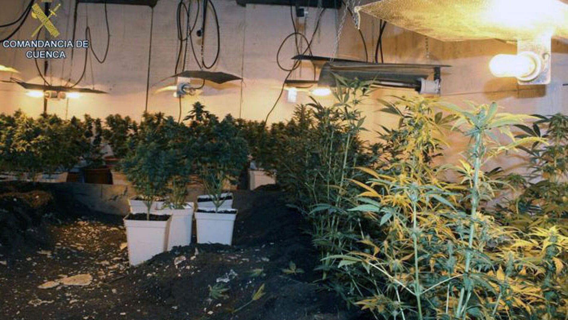 Plantaci&oacute;n subterr&aacute;nea compuesta por 110 plantas de marihuana