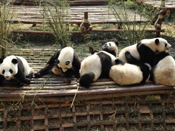 Varios osos panda descansan en el centro de cría de pandas en Chengdu Varios osos panda descansan en el centro de cría de pandas en Chengdu