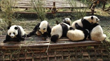 Varios osos panda descansan en el centro de cría de pandas en Chengdu