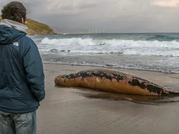 -Un hombre observa la cría de ballena aparecida muerta -Un hombre observa la cría de ballena aparecida muerta