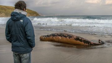 -Un hombre observa la cría de ballena aparecida muerta