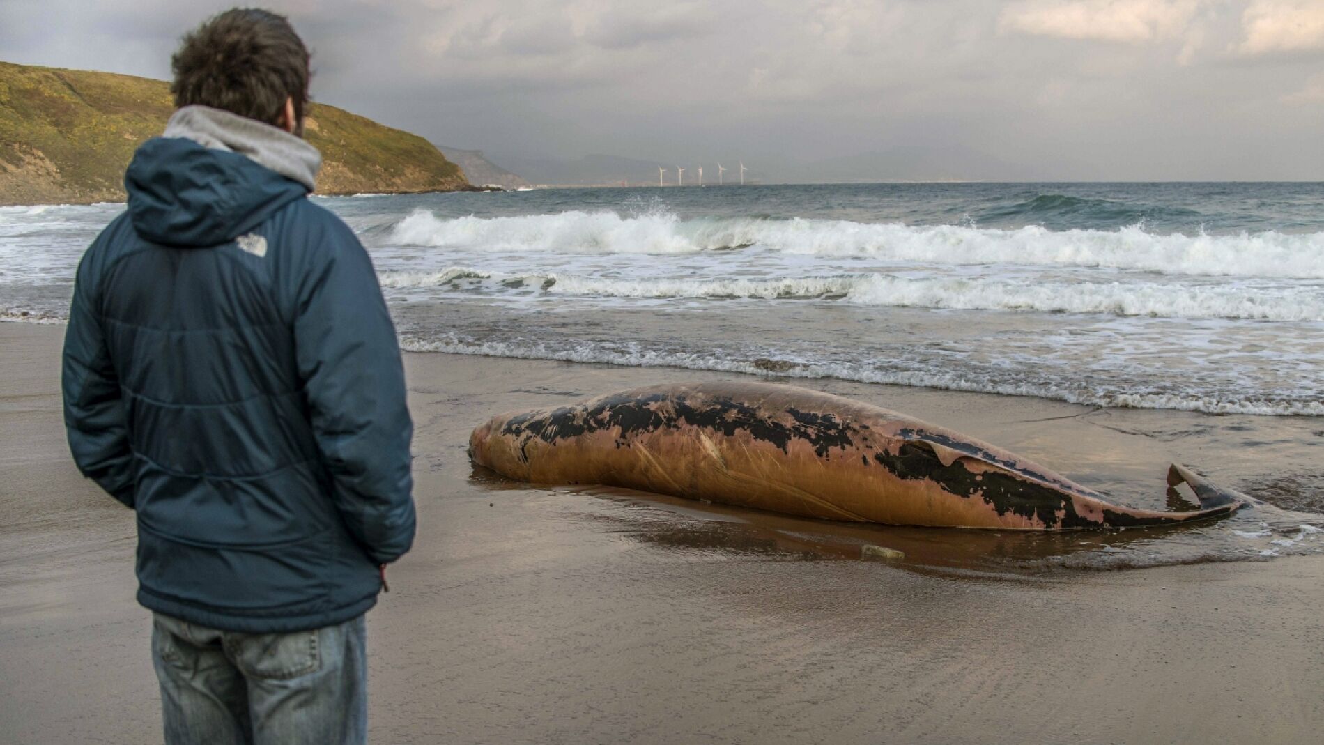 -Un hombre observa la cr&iacute;a de ballena aparecida muerta