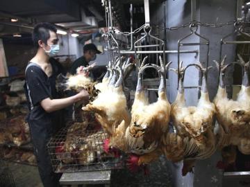 Un empleado cuelga pollos en garfios en un matadero del mercado de Huannan, en Taipei Un empleado cuelga pollos en garfios en un matadero del mercado de Huannan, en Taipei